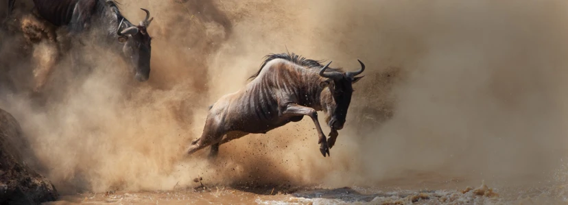 Wildebeest Migration Webbanner
